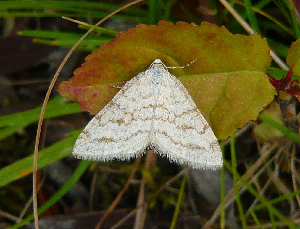 Geometride da determinare - Mesotype verberata